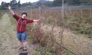 yay olallieberries - july 2011